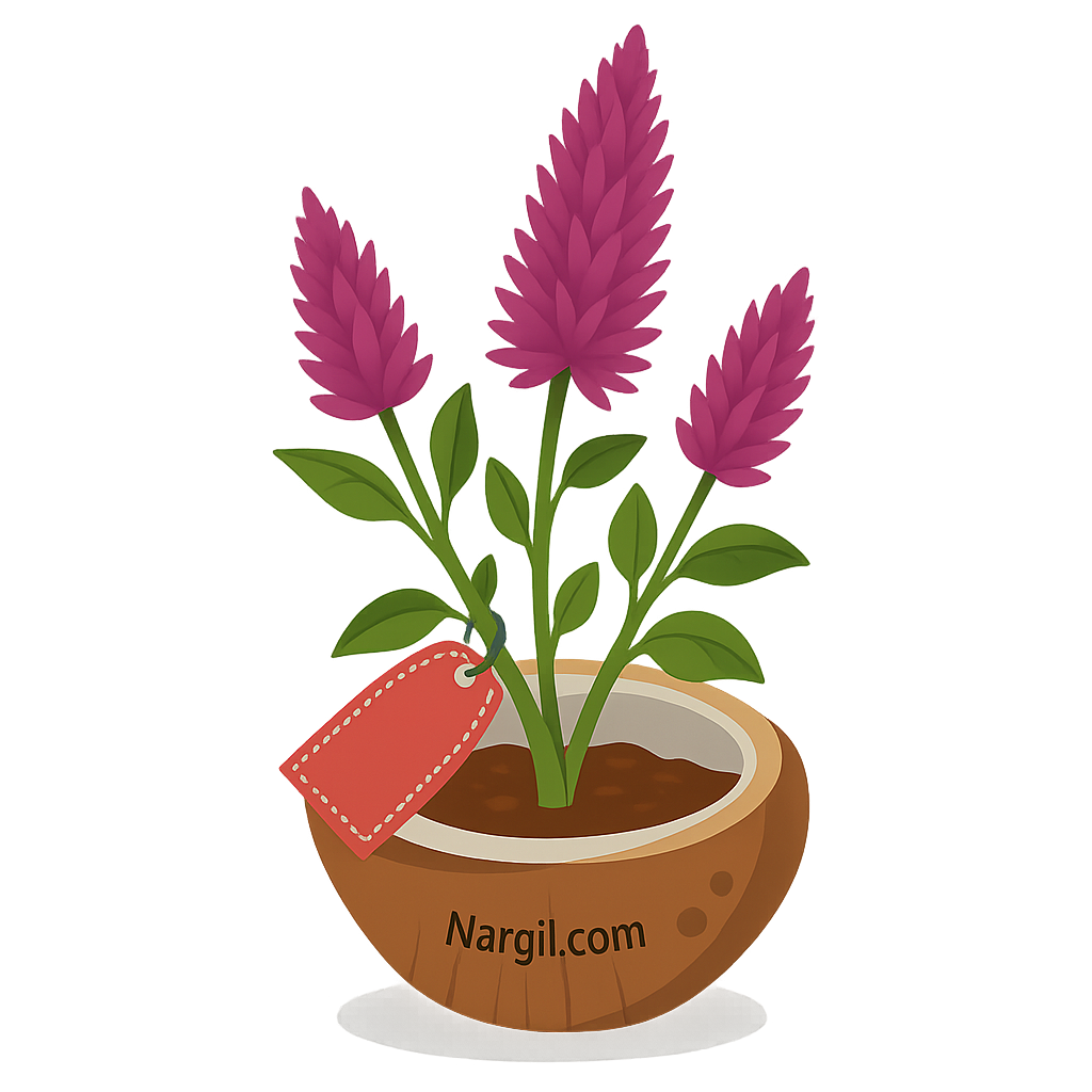  Nargil - plumed cockscomb